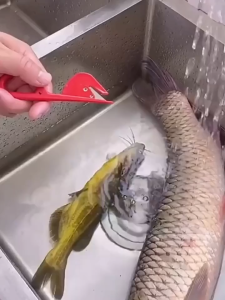 BF-C1143 Pisau Pembersih Usus Ayam / Pisau Pembelah Perut Ikan Udang Belut Multifungsi Alat Pembelah