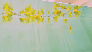 Red Eye Golden Angelfish  / Live Fish黄金甲神仙鱼