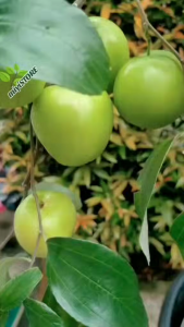 Apel futsa kondisi berbuah super lebat/bibit apel fusa