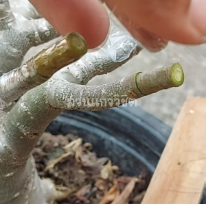 เทปพันกิ่งชวนชม 2 นิ้ว  ยาว 50 เมตร เทปติดตา เทปเสียบยอด เทปพันกิ่ง เทปพันกิ่งนั่งแท่น ไม้ดอกไม้ประดับและไม้ผล เทปขยายพันพืช