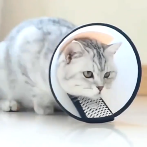 Pet E Collar Cat Cone Collar Elizabeth Collar Cat Head Cover Cat Neck Cone Kon Leher Kucing Sakit