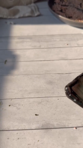 Cetakan Nasi Bento Karakter & Rice Mold Transparan BPA FREE