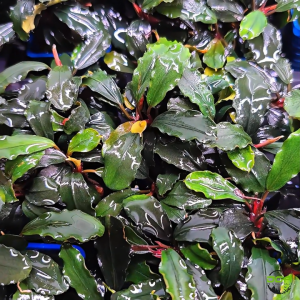 Aquatic Plants Bucephalandra Brownie Ghost Lowtech Plants(水草辣椒榕幽灵)