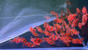 5pcs Red Tiger Fish/ Tiger Barb Merah/ Livefish/ Freshwater/ 红老虎鱼