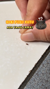Obat tetes kutu kucing dan anjing ampuh pembasmi dan penghilang kutu anti kutu pada kitten ampuh