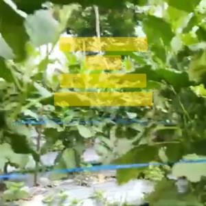 Benih Terong Lalap MINYAK Isi 3 gram Benih Bintang Asia