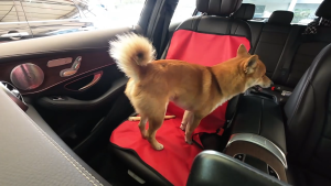 Cute pet mat waterproof Car passenger seat pet mat dog pee pad  dog mat cat mat pet training pad 寵物尿墊  狗尿垫