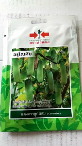 ศรแดง แตงกวา อรุโณทัย จำนวน 30 เมล็ด/ซอง หมดอายุ 30/08/2568 ลอตใหม่ งอกดี ปลูกง่าย ติดผลดก ผลผลิตสูง เก็บเกี่ยวเร็ว