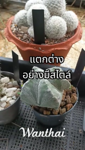 ป้ายชื่อต้นไม้ สีดำด้าน พร้อมปากกา ป้ายชื่อพลาสติก ป้ายแท็ก กันน้ำ ทนแดด ทนฝน โดย Wanthai ขายหัวทิวลิป เมล็ดดอกไม้ ลิลลี่ ไฮยาซินธ์