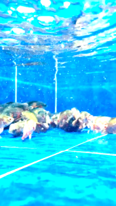 Tiger Oscar Cichlid 黑化珠鱼(2.5-3 inches)