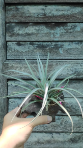 Tillandsia Xero x Brachy / AIr plant /空气凤梨- 霸王x 贝克利/ 空气草- 霸王x 贝克利