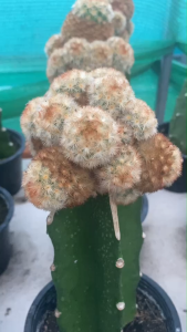 Mammillaria buddha carmenae  บุดดาคามิเน่ หนามสีส้ม  ไม้กราฟ  สีดอกตามต้นแม่ ขนาดหัวไม้ 6-8 CM ขนหนามสีส้ม  ไม้ในกระถาง 5 นิ้ว  ส่งแบบเคาะดิน