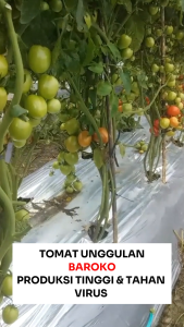Benih Unggul Tomat BAROKO 200 Biji Cap Bunga Matahari Produksi Tinggi & Tahan Virus