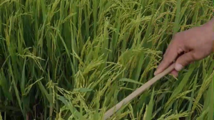 AZ RICE - THUỐC KÍCH RỄ NỞ BỤI TO ĐẺ NHÁNH NHANH KÍCH TO ĐÒNG BỰ ĐÒNG TRỔ THOÁT NHANH