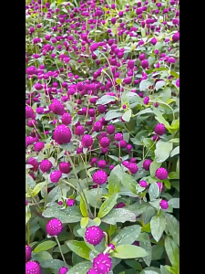 1KG Hạt Giống Hoa Cúc Bách Nhật Mix Màu ( Tím - Đỏ - Trắng - Hồng )