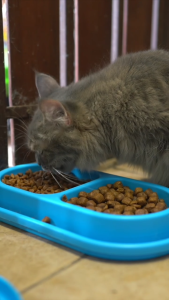 VITAMIN PENAMBAH NAFSU MAKAN KUCING KITTEN PELEBAT BULU ANTI RONTOK VITAMIN GEMUK KUCING 30ML