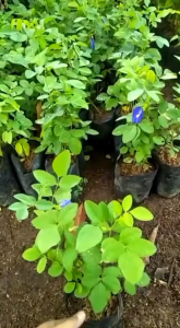Bibit Tanaman Bunga Telang Cantik Murah