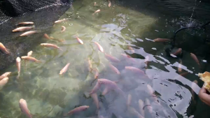 6X3x3 Kaki/Feet Kolam Kanvas Ternak Udang & Ikan/Canvas Pond for Shrimp & Fish Free One Tank Connector Dan PVC Frame/Fish Tank