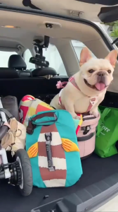 เสื้อชูชีพสัตว์เลี้ยง ลายกบ Life jacket | CLAWSET.BKK