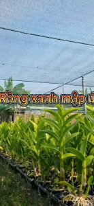 Hoa lan denro rồng xanh