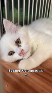 Obat flu dan pilek untuk kucing paling ampuh obat batuk anak kucing hingga kucing dewasa 30ml