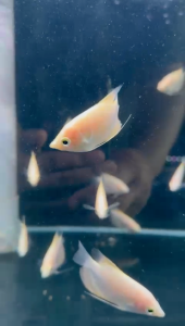 Kaloi Emas Cantik dan Sihat: Pilihan Terbaik untuk Penggemar Akuarium