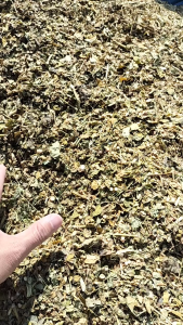 PROMO 1Kg Daun kelor kering super kualitas ekspor