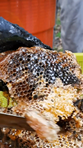 Joema Malaysia Official | Madu Tualang Gelap