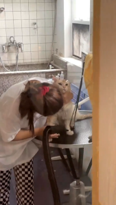 Pet Dryer 2100W Pet Blower air  hewan peliharaan Pengering Blue hair dryer