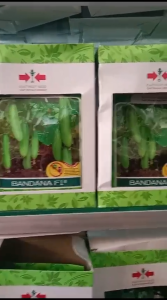 Benih Timun Bandana F1 800butir