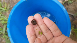 Apple Snails 15 pcs per pack