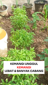 Bengih Unggul KEMANGI 5 gram Asli cap Benih Inti