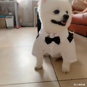 【Whisker Wonders】 Whisker Male Dog Clothes for Shih Tzu Pet Costume Stripe Suit Formal Shirt for Small Medium Dog Wedding Birthday Party Bowtie Outfit