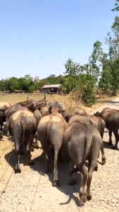 ปลอดภัยต่อผู้บริโภค เร่งการสืบพันธุ์ เสริมสร้างภูมิคุ้มกันให้สัตว์ ฟาสท์ริช168 ฟาสท์ไคโตซานฝาเหลือง1 ขวด ดูแลสัตว์เลี้ยงให้สมบูรณ์แข็งแรง