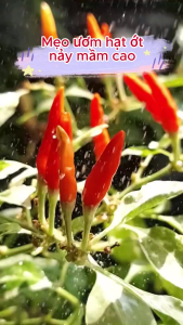 Combo 3 gói hạt giống ớt xiêm trắng thái lan-gói 95 hạt-tặng kèm phân bón