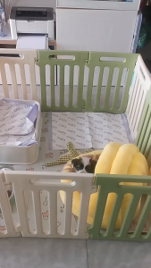 คอกพลาสติก คอกหมาเล็ก คอกสัตว์ คอกพับได้ คอกสัตว์เลี้ยงตระแกรงเล็ก ความสูง 50cm ลูกสุนัข