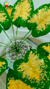 TANAMAN HIAS DAUN KELADI KUNING B8142 ARTIFICIAL