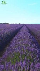 Hạt giống hoa oải hương ( hoa lavender )-gói 100 hạt