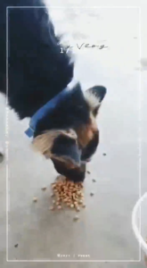 PARADISE 10KG DOG FOOD (FISH MEAL & LAMB & CHICKEN MEAL) MAKANAN ANJING