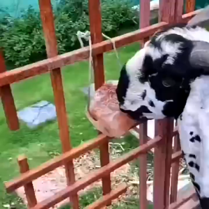 Himalayan Mineral Block Salt Licks: A Pure Mineral Block Digestive Aid for Deer, Cows & Rabbits