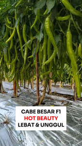 Benih Cabe Panjang F1 HOT BEAUTY 50 BIJI