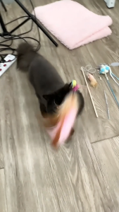 hooh pet🌈Cat Teaser ของเล่นแมว ไม้ตกแมว ไม้ตกแมวแบบสปริง ไม้ล่อแมว ไม้ตกแมว แบบลวดสลิง