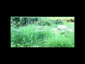 Destroy Tree Powder 500g Strong High Penetration Remove Weed Shrubs Bamboo No Odor Prevent Growth of Weed Gardening Effective Serbuk Penyingkiran Pokok Buang Renek Rumpai Buluh penembusan yang tinggi Tiada Cegah Pertumbuhan Rumpai Berkebun 灭树粉高渗透除灌木草丛树木竹子