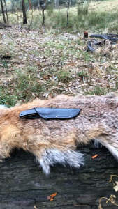 BUCK KNIVES 113 Ranger Skinner Knife (420HC steel drop point blade + brass bolster & sheath)