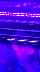 50W UVIR LED Grow Light Bar ไฟเสริม 50w ไฟแบล็คไลท์ ไฟสีม่วง สีแดง ไฟปลูกทำดอก