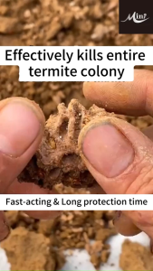 No termites forever‼ MNY termite killer termite spray Spray a few sprays on the termites and the termites will return to the nest with the virus. The termites in the nest will be infected and die one after another 白蚁喷雾 500ML