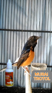 Vitamin Burung Murai Trotol Agar Gacor Doping Burung Murai Batu Trotolan Vitamin plus Probiotik