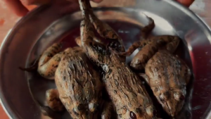 PELET MARKING Katak X Cacing Merah Elbarca Feed Pelet Ikan Predator Channa Auranti