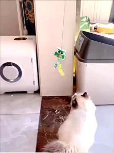 hooh pet🌈Cat Teaser ของเล่นสัตว์เลี้ยง ลูกบอลเชือกแขวนแคทนิป ไม้ล่อแมว ของเล่นแมวติดผนัง