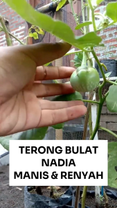 Benih Terong Bulat NADIA 10 Gram Asli Cap TIGA DAUN Manis & Renyah